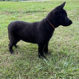 Orange Girl - Black female German Shepherd puppy in Saluda, South Carolina from Ray Ranch, LLC