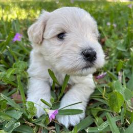 Yellow - Wheaten male Miniature Schnauzer puppy in Summerfield, Florida from M & M Schnauzers