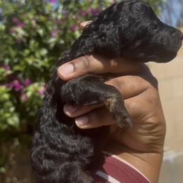 Stella - Black female Poodle puppy in Corona, California from Garden Of Poodles