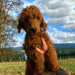 “Rick” - Poodle puppy from AMC Poodles