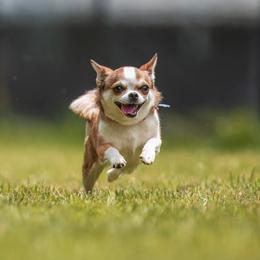 Chihuahua All Grown Up from Knox Rock'n Chihuahuas