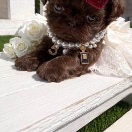 Princess mocha - Chocolate female Shih Tzu puppy in Coolidge, Arizona from Shih Tzu’s  ‘N’ Love