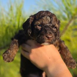 Woody - Brown white and tan male Cockapoo puppy in Indiahoma, Oklahoma from Phamily Doodles