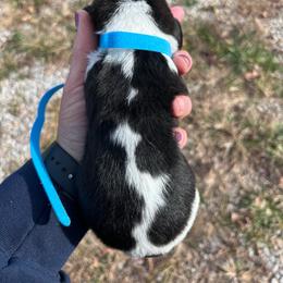 Boy 1 - Beatrice Litter - Black brown and white male Basset Hound puppy in Noblesville, Indiana from Russell Bassets