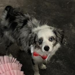 Yordi - Toy Australian Shepherd