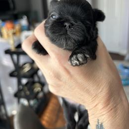 Boy 1 - Black and white male Shih Tzu puppy in Dallas, Texas from Almost Heaven Shih Tzu