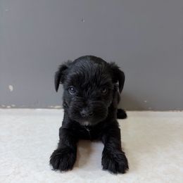 Gray Collared - Black male Miniature Schnauzer puppy in Prescott, Washington from Winona Schnauzers