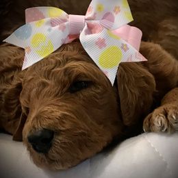 Poodle Puppies from Prissy Pants Poodles LLC