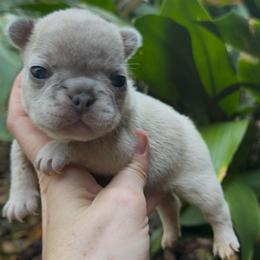 Blue Fawn Girl (Joules x Meeko) - Blue fawn female French Bulldog puppy in Gulf Breeze, Florida from SW Frenchies