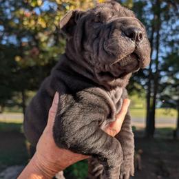 Girl 1 - Black female Chinese Shar-Pei puppy in Autryville, North Carolina from T&D'S Razen Wrinkles Shar-pei