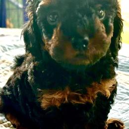 Akc Sparky - Phantom male Poodle puppy in Everton, Missouri from Lucky Dog Poodles