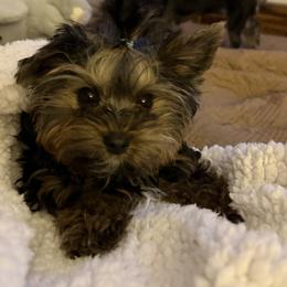 Howie - Black and tan male Yorkshire Terrier puppy in Rio Rancho, New Mexico from Yorkie Envy, LLC