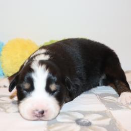 Jet - Black tri-color male Australian Shepherd puppy in Colorado from Firestone Australian Shepherds
