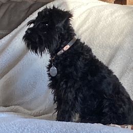 Millie - Miniature Schnauzer