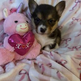 Girl 1 - Black and tan female Pembroke Welsh Corgi puppy in Tucson, Arizona from Sierrita Mountain Corgis