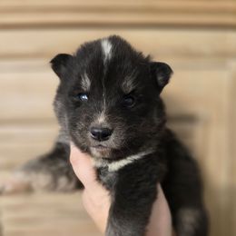 Black and tan boy - Black tan and white male Siberian Husky puppy in East Otto, New York from Howling Huskies