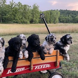 Aussiedoodle Puppies from Double K Farms