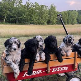 Aussiedoodle Puppies from Double K Farms