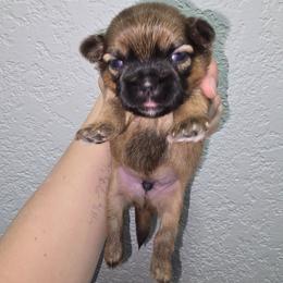 Doc - Red and tan male Shih Tzu puppy in Cabot, Arkansas from Borderland's Kennel