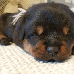 Rottweiler Puppies from Gottlïchen Rottweilers