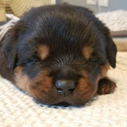 Rottweiler Puppies from Gottlïchen Rottweilers