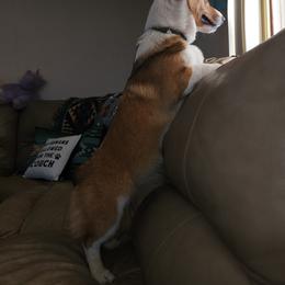Pembroke Welsh Corgi Puppies from Tiny Titans K9