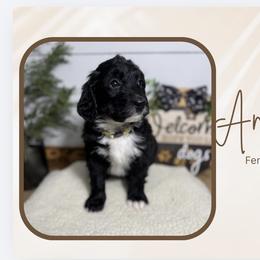 Angel - Black and white female Bernedoodle puppy in Bellevue, Iowa from Blended Acres & Kennels