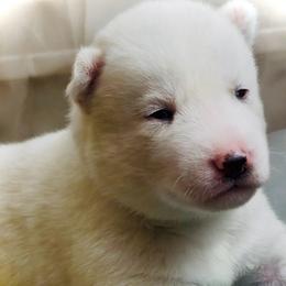 Pearl - White female Siberian Husky puppy in Atlanta, Georgia from Lobban Huskies