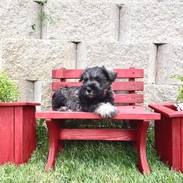Miniature Schnauzer Puppies from Schnauzers on Robinson Lane