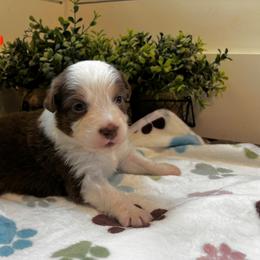 Blaze - Red tri-color male Australian Shepherd puppy in Murrayville, Georgia from Mountain Ridge Aussies