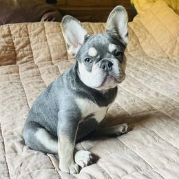 Froggy - Blue fawn female French Bulldog puppy in Edmonds, Washington from Matra French Bulldogs