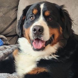 Blu - Bernese Mountain Dog