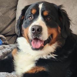 Blu - Bernese Mountain Dog