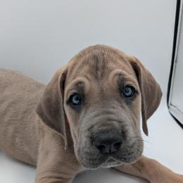 Great Dane Puppies from R&R Breeding and Pet Care
