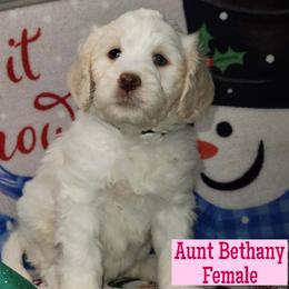 Aunt Bethany - Parti female Assorted Doodle Crosses puppy in Beecher, Illinois from Erica’s Doodles