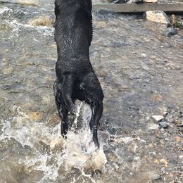 Labrador Retriever All Grown Up from Rocky Mountain Dogs - Utah