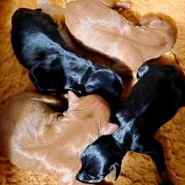 Boy 2 - male Miniature Pinscher puppy in Mulberry, Florida from Keltic Kennels Miniature Pinschers