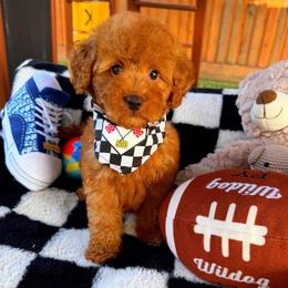 GEORGIE - Red male Maltipoo puppy in Sugar Land, Texas from Celebrity Maltipoos