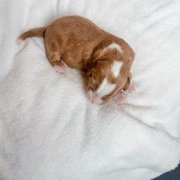 Journey - Red male Bernedoodle puppy in Jackson, Missouri from Pincksten Family Doodles