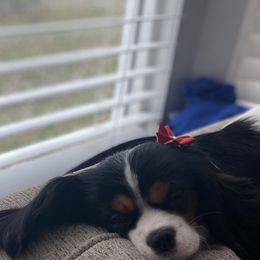 Lady - Cavalier King Charles Spaniel