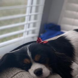 Lady - Cavalier King Charles Spaniel