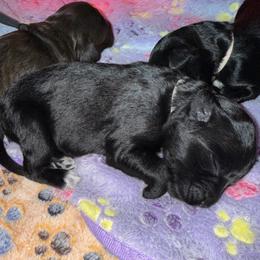 Goose - Black and white male Portuguese Water Dog puppy in Colorado Springs, Colorado from Melissa's Portuguese Water Dogs