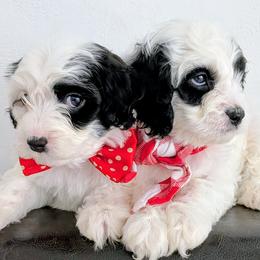 Albert - male Cavapoochon puppy in Poetry, Texas from Darling Doodles of Texas