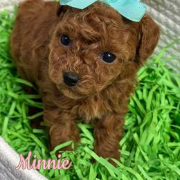Chow Chow, Goldendoodle, and Poodle Puppies from Regal Canine Creations