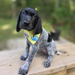 German Shorthaired Pointer Puppies from Bee Stepien