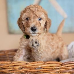 Paprika - Apricot female Poodle puppy in New Smyrna Beach, Florida from Regal Crest Poodles