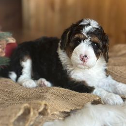Claire - Black tri-color female Aussiedoodle puppy in Lancaster, Minnesota from Finney Ranch
