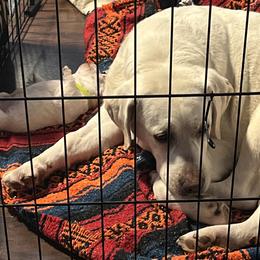 Labrador Retriever and Pembroke Welsh Corgi Puppies from Burress Family Farm and Kennels