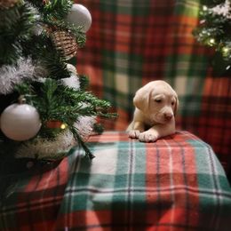 Labrador Retrievers from Adeline Ranch Labradors