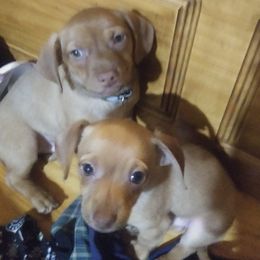 Companion Crosses from VW Chiweenys